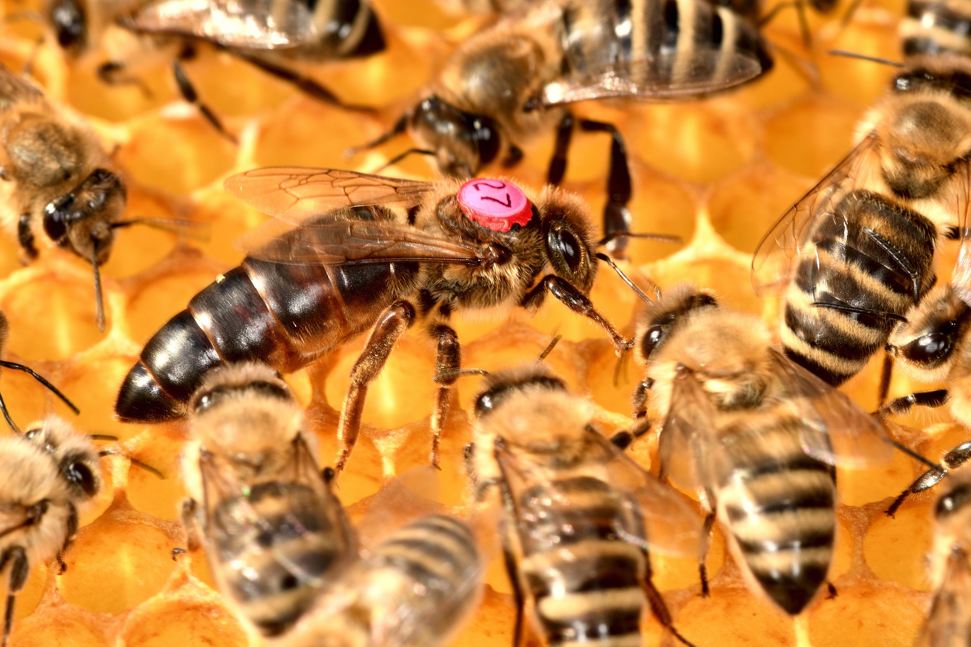 bees-5480566_1920