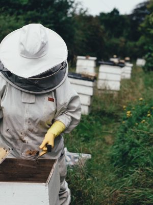 apiary-1866740_1920