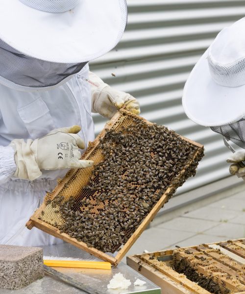 beekeeper-2650663_1920